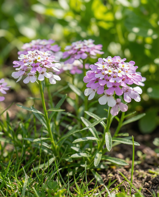 Iberis Mista (Iberis umbellata) – sementes de mistura anual da SeedsChoice