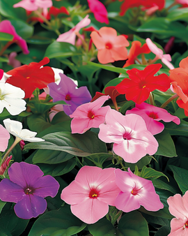 Semillas de alegría Impatiens walleriana Baby Mixed flor anual jardín en sombra