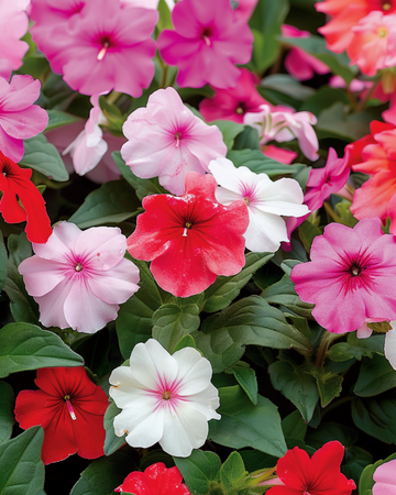 Semillas de alegría Safari F2 Mixed (Impatiens walleriana) – mezcla anual