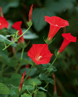 Ipomoea Quamoclit Sementes Anuais Trepadeira Cardinal Vermelha