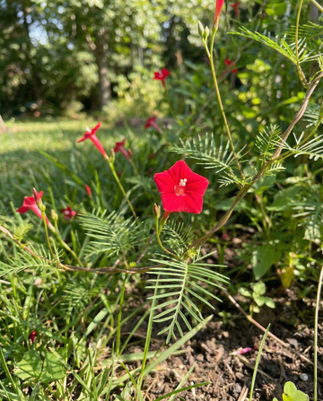 Cardinal Climber Red (Ipomoea quamoclit) – semillas de trepadora anual de SeedsChoice