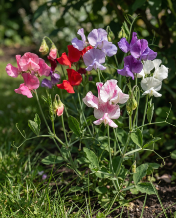 Sweet Pea Bijou Mixed (Lathyrus odoratus) – annual flower seeds from SeedsChoice