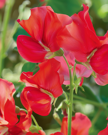 Sementes de ervilha-de-cheiro Royal Family Red (Lathyrus odoratus) – flor anual