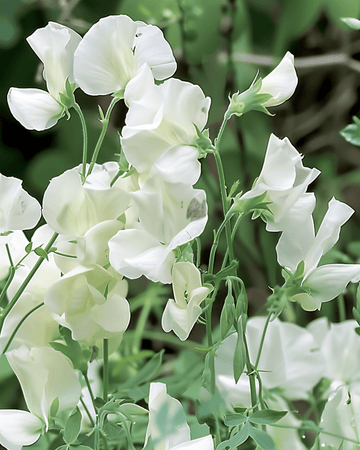 Sementes de ervilha-de-cheiro Royal Family White (Lathyrus odoratus) – flor anual