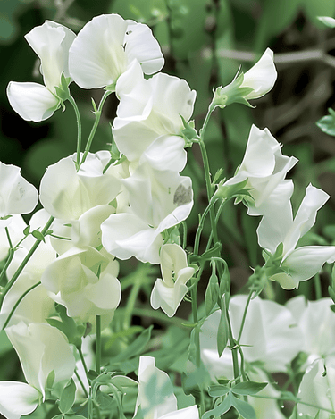 Sweet Pea Royal Family White seeds (Lathyrus odoratus) – annual flower