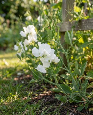 Ervilha-de-cheiro Royal Family White (Lathyrus odoratus) – sementes de flor anual da SeedsChoice