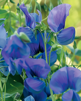 Sementes de chícharo-de-cheiro trepador Royal Family Blue – Lathyrus odoratus anual