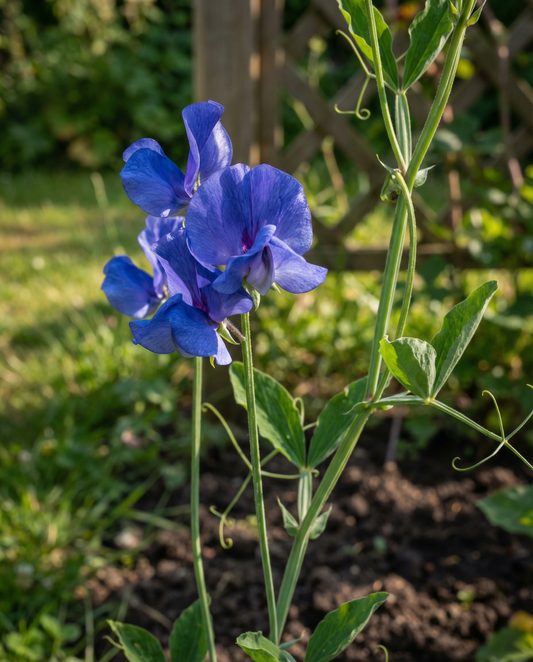 Guisante de olor Royal Family Blue Climbing (Lathyrus odoratus) – semillas de trepadora anual de SeedsChoice