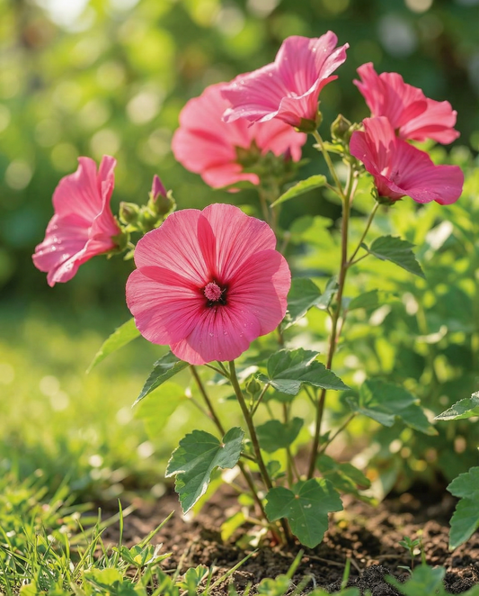 Malva Rose Red (Lavatera trimestris) – semillas anuales de SeedsChoice