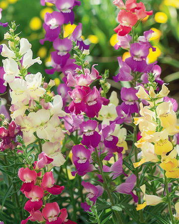 Sementes de Toad Flax Fairy Bouquet (Linaria maroccana) – mistura anual