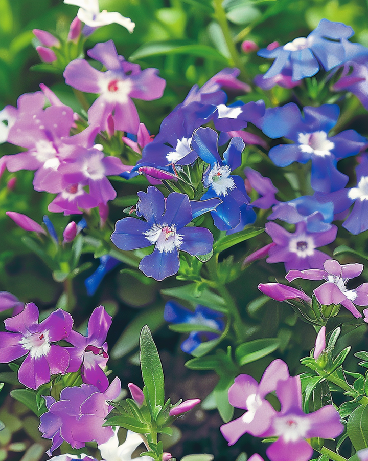 Semillas de mezcla String Of Pearls (Lobelia erinus) – mezcla anual