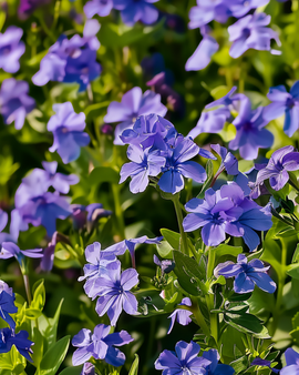 Sementes de Lobelia Crystal Palace Lobelia Erinus Anual