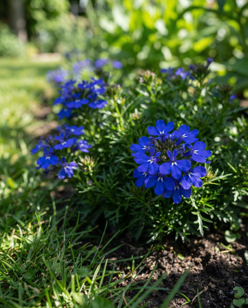 Crystal Palace (Lobelia erinus) – sementes anuais da SeedsChoice