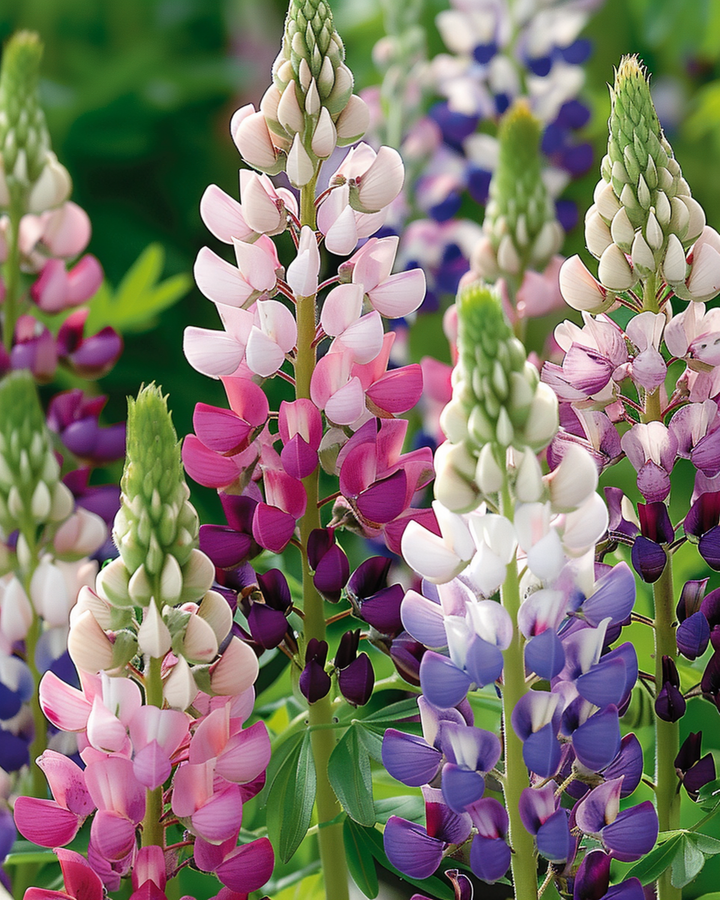 Semillas de lupino Pixie Delight (Lupinus nanus) – flor anual