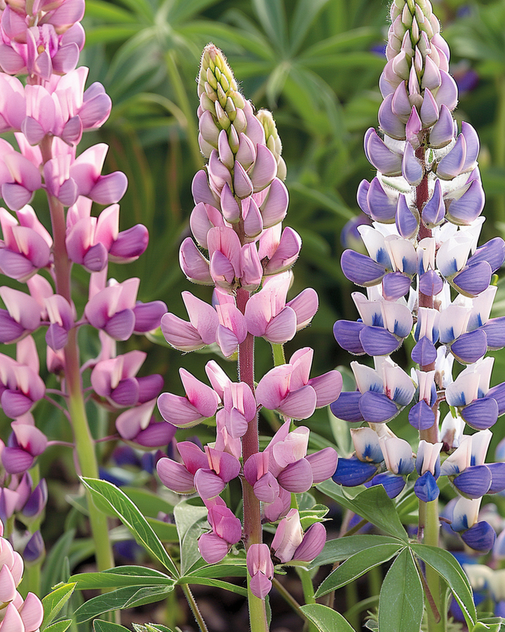 Semillas de Lupino Mixto (Lupinus hartwegii) – flor anual