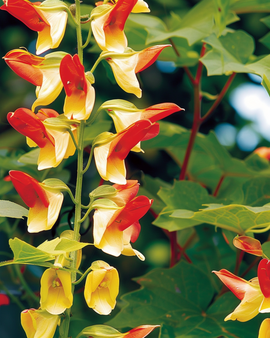 Semillas de bandera española Ipomoea lobata, flor trepadora anual
