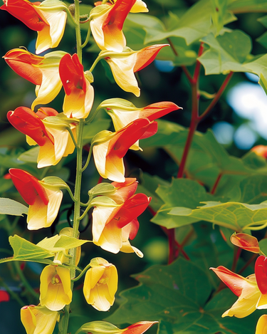Spanish Flag Climber seeds (Ipomoea lobata) – annual climber