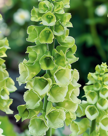 Semillas de Bells Of Ireland para corte (Moluccella laevis) – flor anual