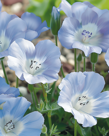 Semillas de Baby Blue Eyes azul cielo cubierta de suelo (Nemophila menziesii) – anual