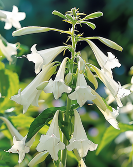 Semillas de Nicotiana sylvestris flores blancas anuales altura 150 cm