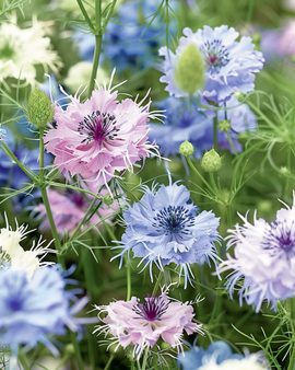 Semillas de Love In The Mist Nigella damascena anual mezcla Persian Jewels