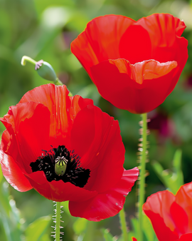 Sementes de Papoila-tulipa Papaver Glaucum Anual