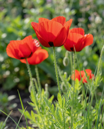 Papoila-tulipa (Papaver glaucum) – sementes de flor anual da SeedsChoice