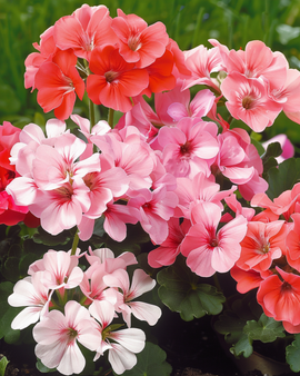 Semillas de geranio Magic Beauty F1 Pelargonium Zonale mezcla anual
