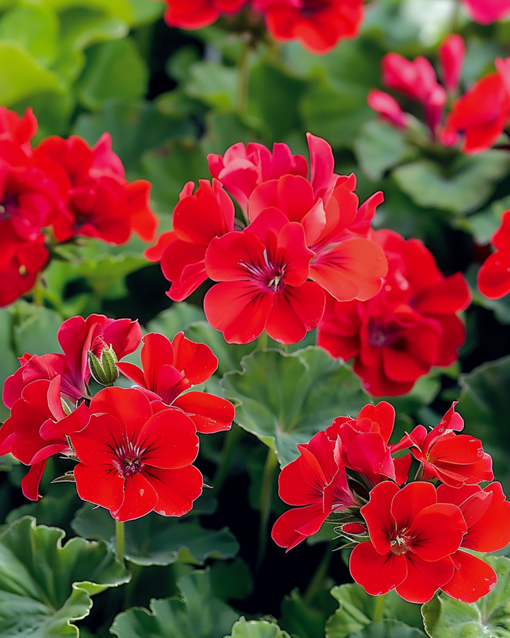 Semillas de geranio Mustang F1 (Pelargonium zonale) – anual