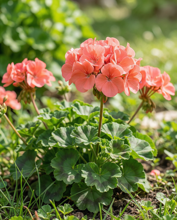 Geranio Chérie F1 (Pelargonium zonale) – semillas anuales de SeedsChoice