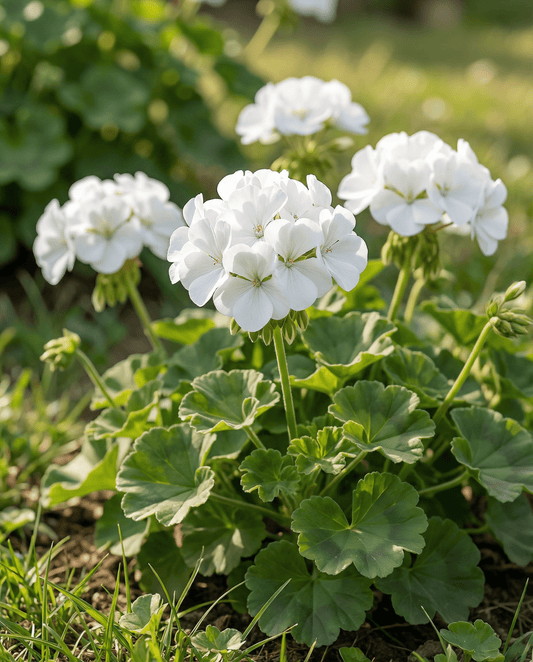 Geranio Apollo F1 White (Pelargonium zonale) – semillas anuales de SeedsChoice
