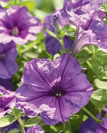 Sementes Raadsheer (Petunia hybrida) – flor anual