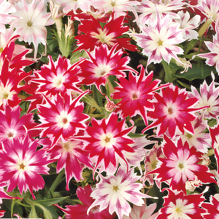 Semillas Starphlox (Phlox drummondii) – mezcla anual