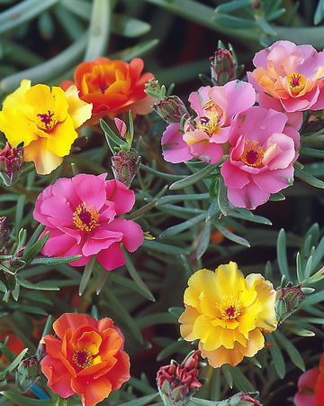 Sementes Double Mixed Rock Garden (Portulaca grandiflora) – flor anual