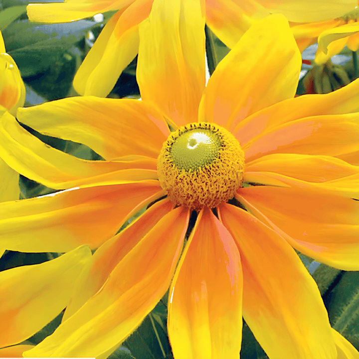 Sementes de cone flower Prairie Sun (Rudbeckia hirta) – flor anual