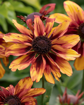 Semillas de equinácea Sahara Rudbeckia Hirta flor de corte anual