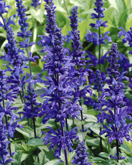 Semillas Salvia Victoria Salvia Farinacea anual