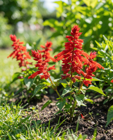 St. John's Fire (Salvia splendens) – semillas de flor anual de SeedsChoice
