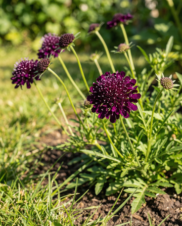 Deep Purple Pincushion (Scabiosa atropurpurea) – semillas de flor anual de SeedsChoice