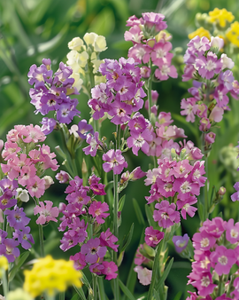 Semillas de lavanda de mar Pacific Limonium sinuatum anual