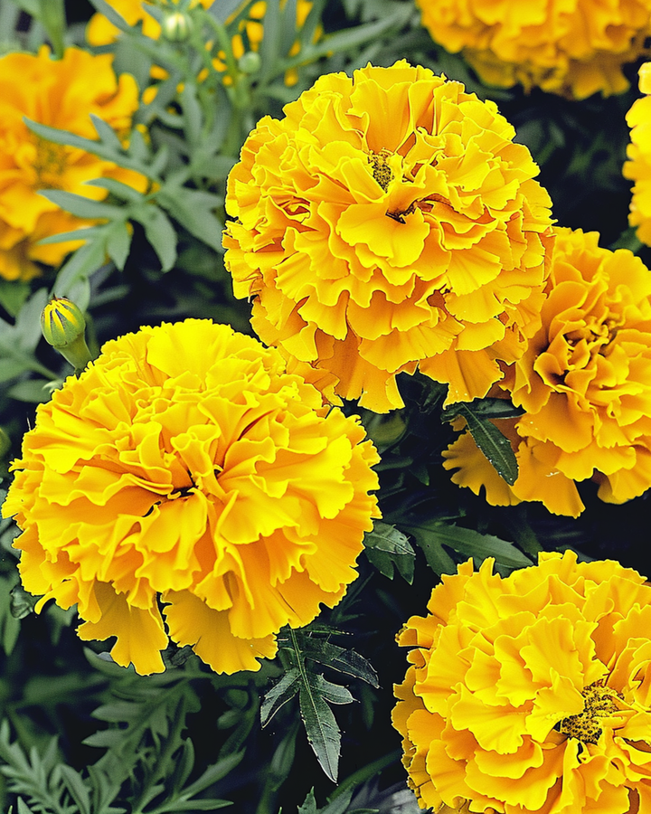 Semillas de tagetes africano Yellow Supreme (Tagetes erecta) – flor anual