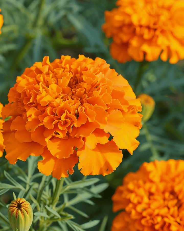 Semillas de tagetes africano Hawaii Orange (Tagetes erecta) – flor anual