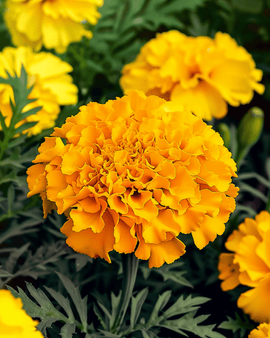 Semillas de tagetes africano Tagetes Erecta anual Maximix Mix 25 cm
