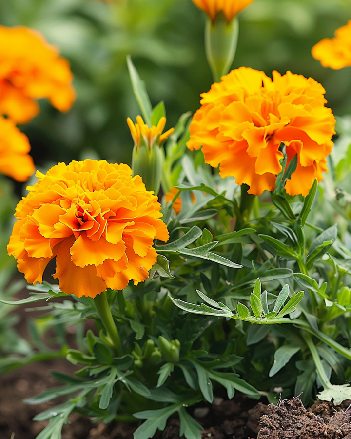 Sementes de cravo-de-defunto Petite Orange (Tagetes patula) – flor anual