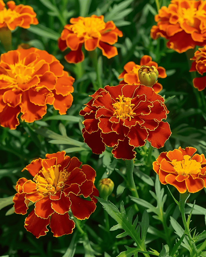 Sementes de cravo-de-burro Carmen (Tagetes patula) – flor anual