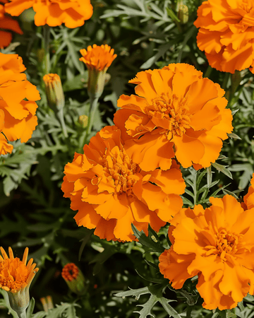 Semillas de tagete francés Tangerine (Tagetes patula) – flor anual