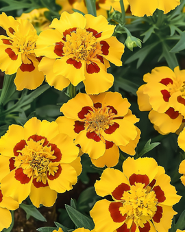 Semillas de clavelón francés Naughty Marietta Tagetes patula anual