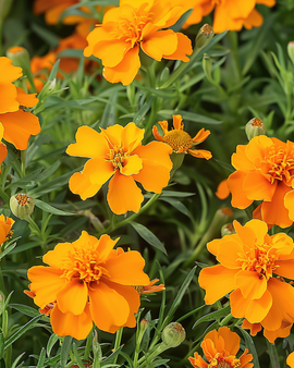 Sementes de Tagetes Orange Gem Tagetes tenuifolia, flor anual.