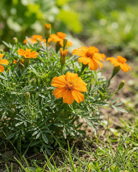 Orange Gem (Tagetes tenuifolia) – semillas de flor anual de SeedsChoice