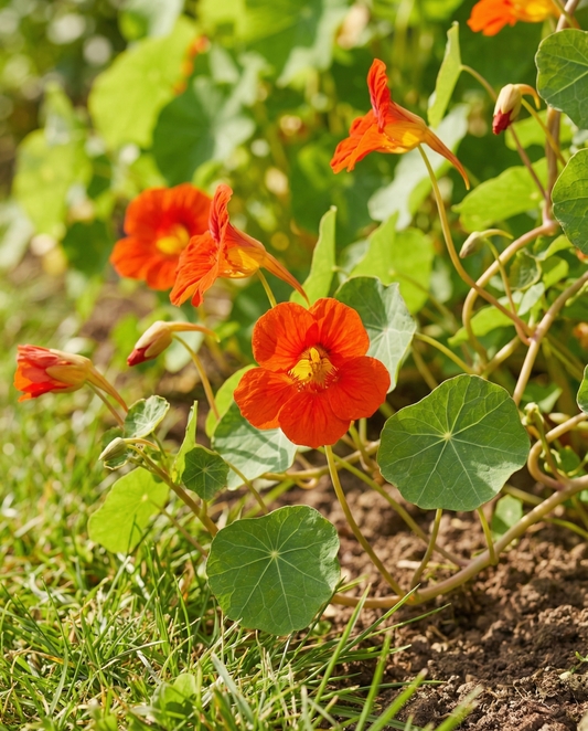 Capuchina Scarlet Gleam (Tropaeolum majus) – semillas de flor anual de SeedsChoice